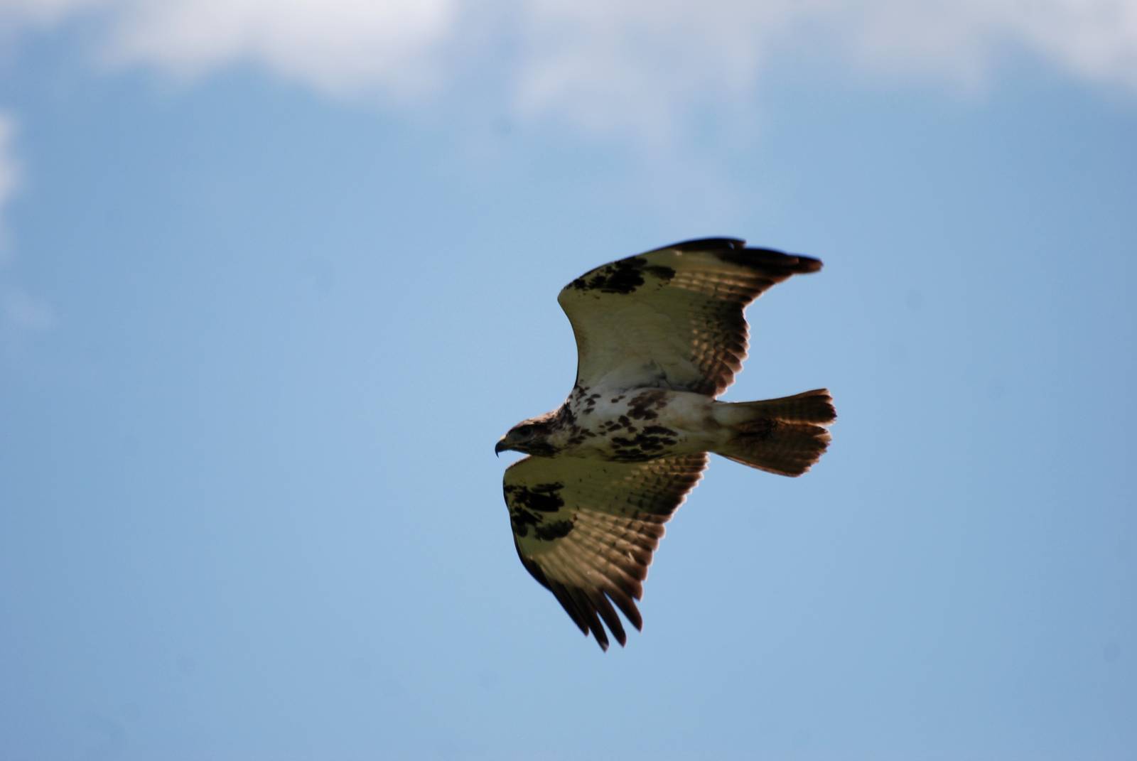 Short-toed Eagle at Bishoftu, 11/10/14