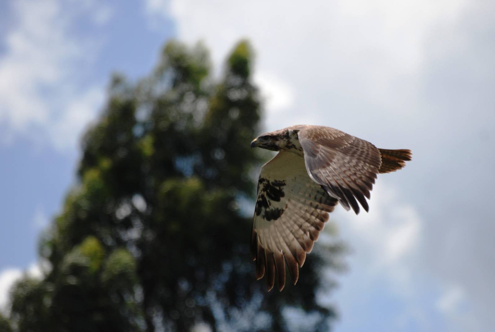 Short-toed Eagle at Bishoftu, 11/10/14