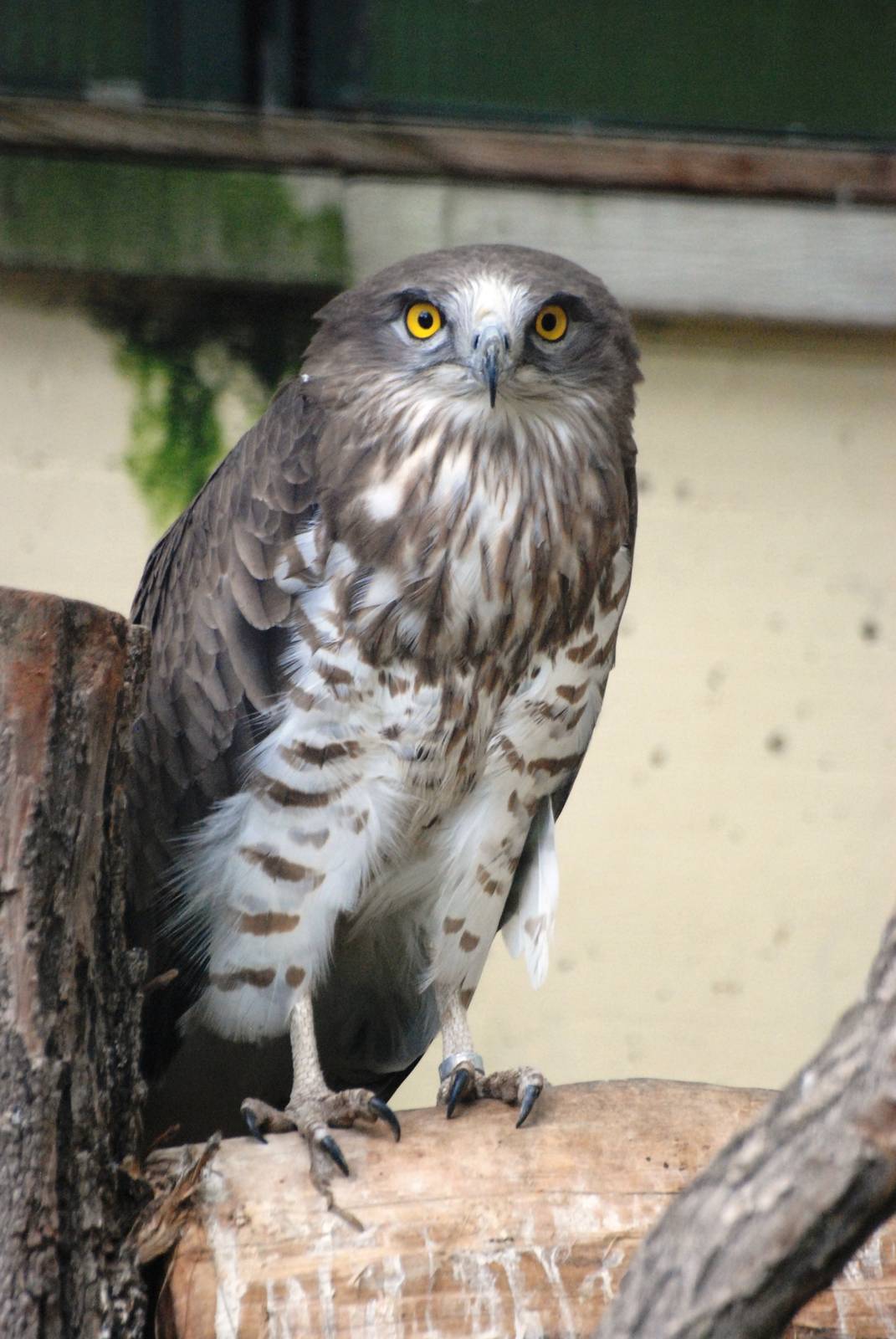 Short-toed Eagle at Vienna, 14/06/13
