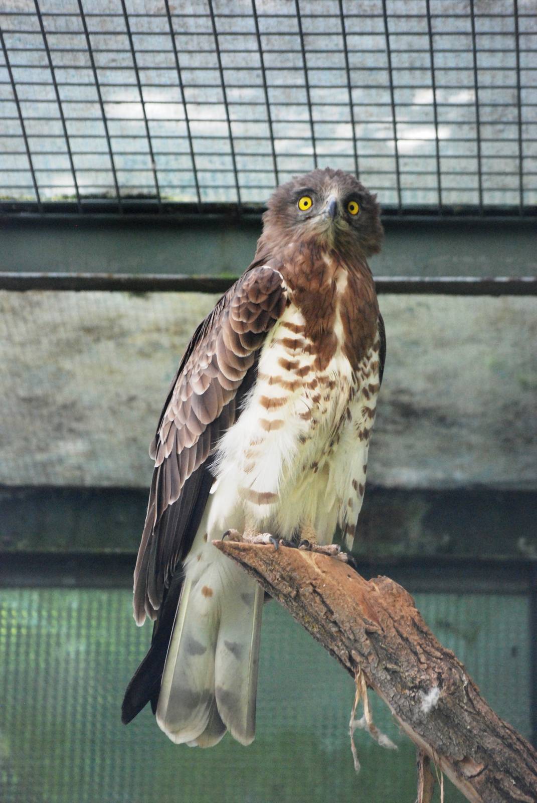Short-toed Eagle at Vienna, 16/06/13