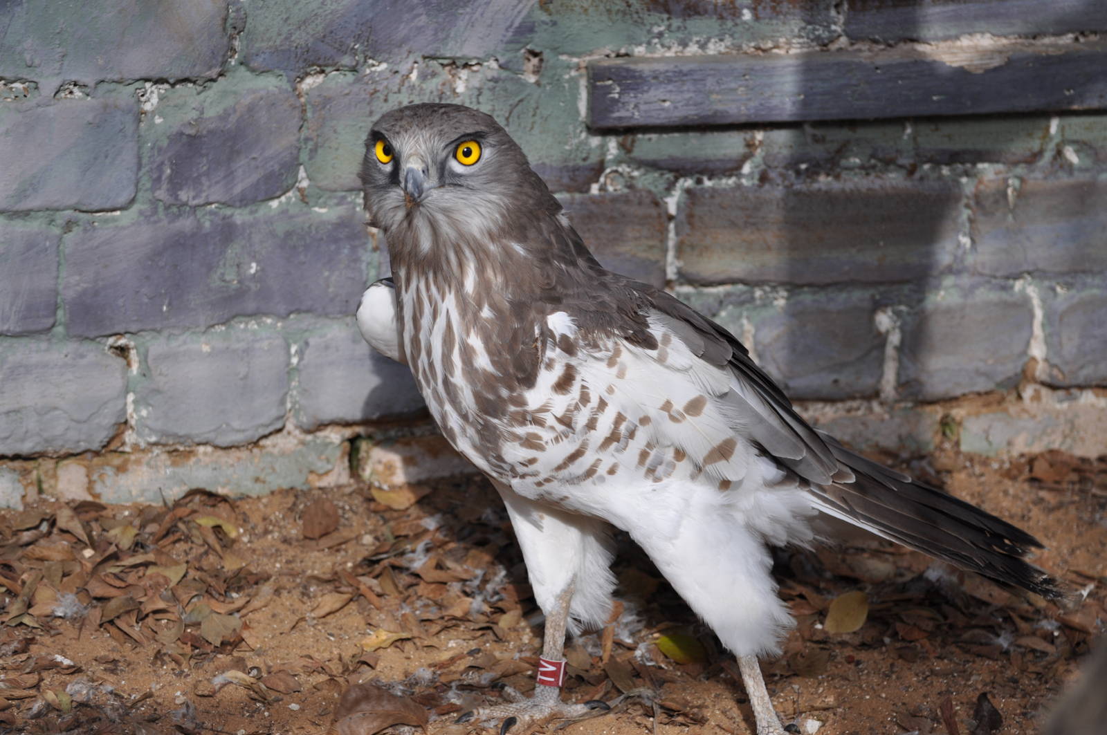 Short-toed eagle/ Circaetus gallicus