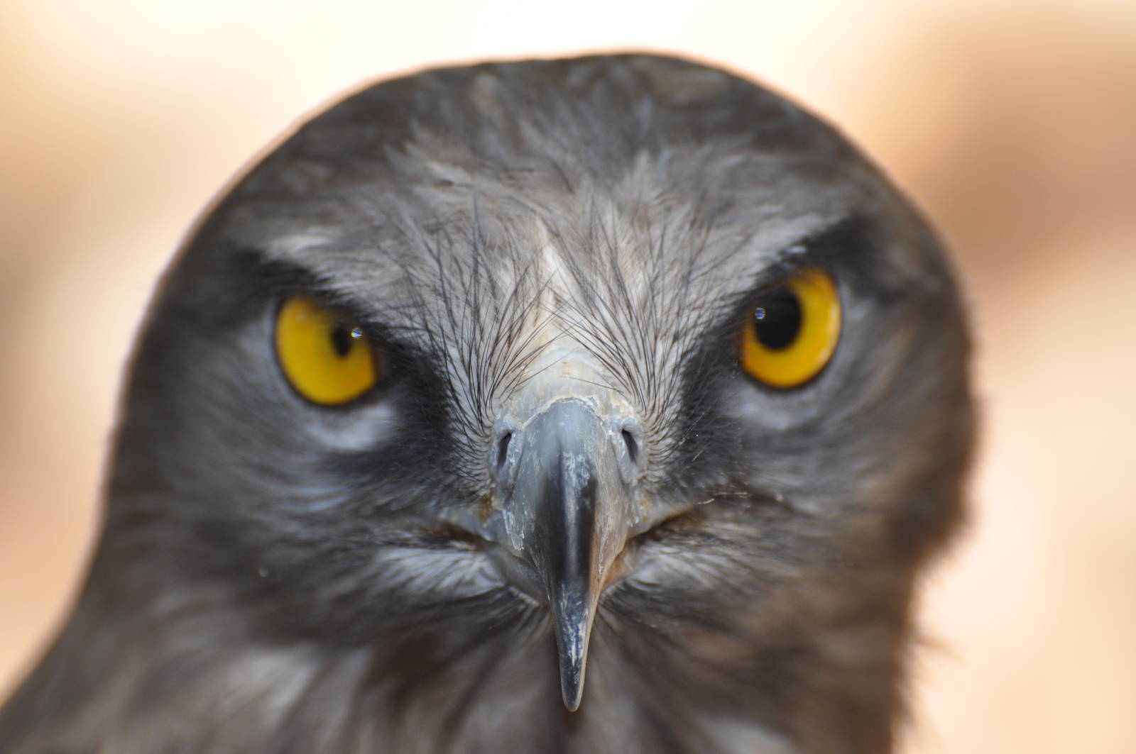 Short-toed eagle/ Circaetus gallicus