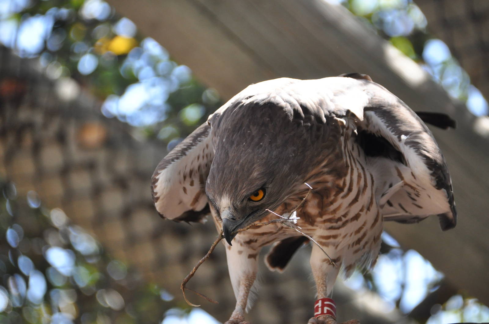 Short-toed eagle/ Circaetus gallicus