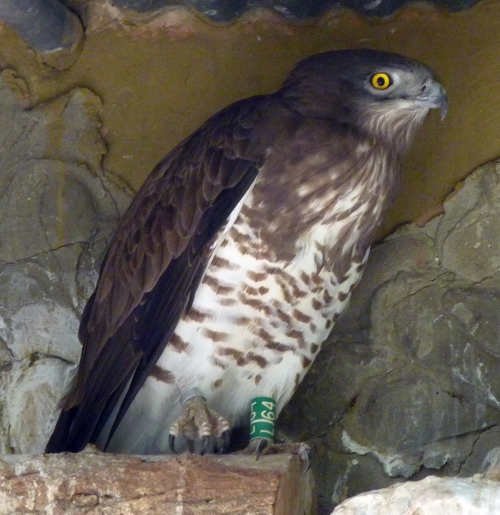 Short-toed eagle (Circaetus gallicus)