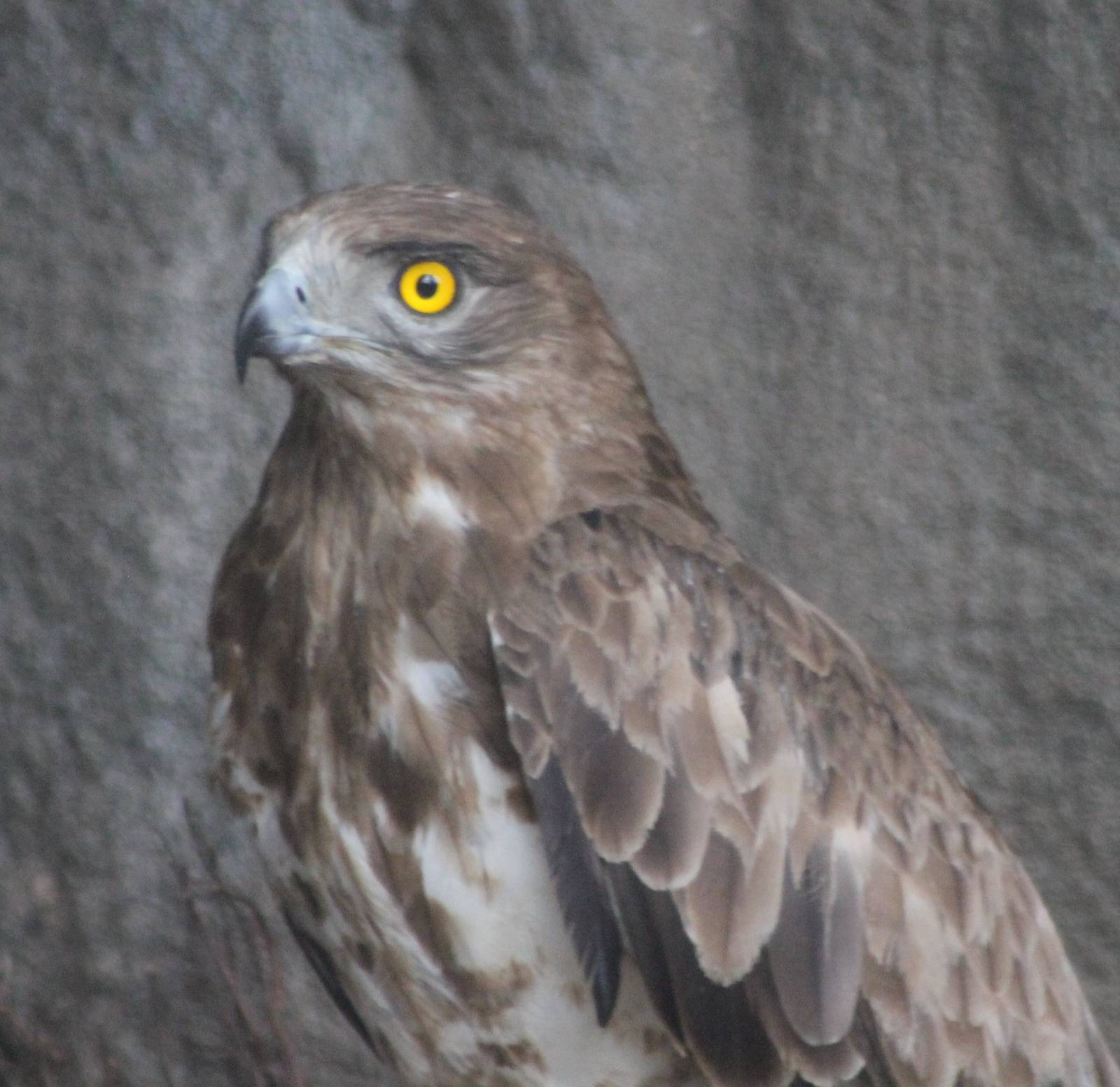 Short-toed eagle