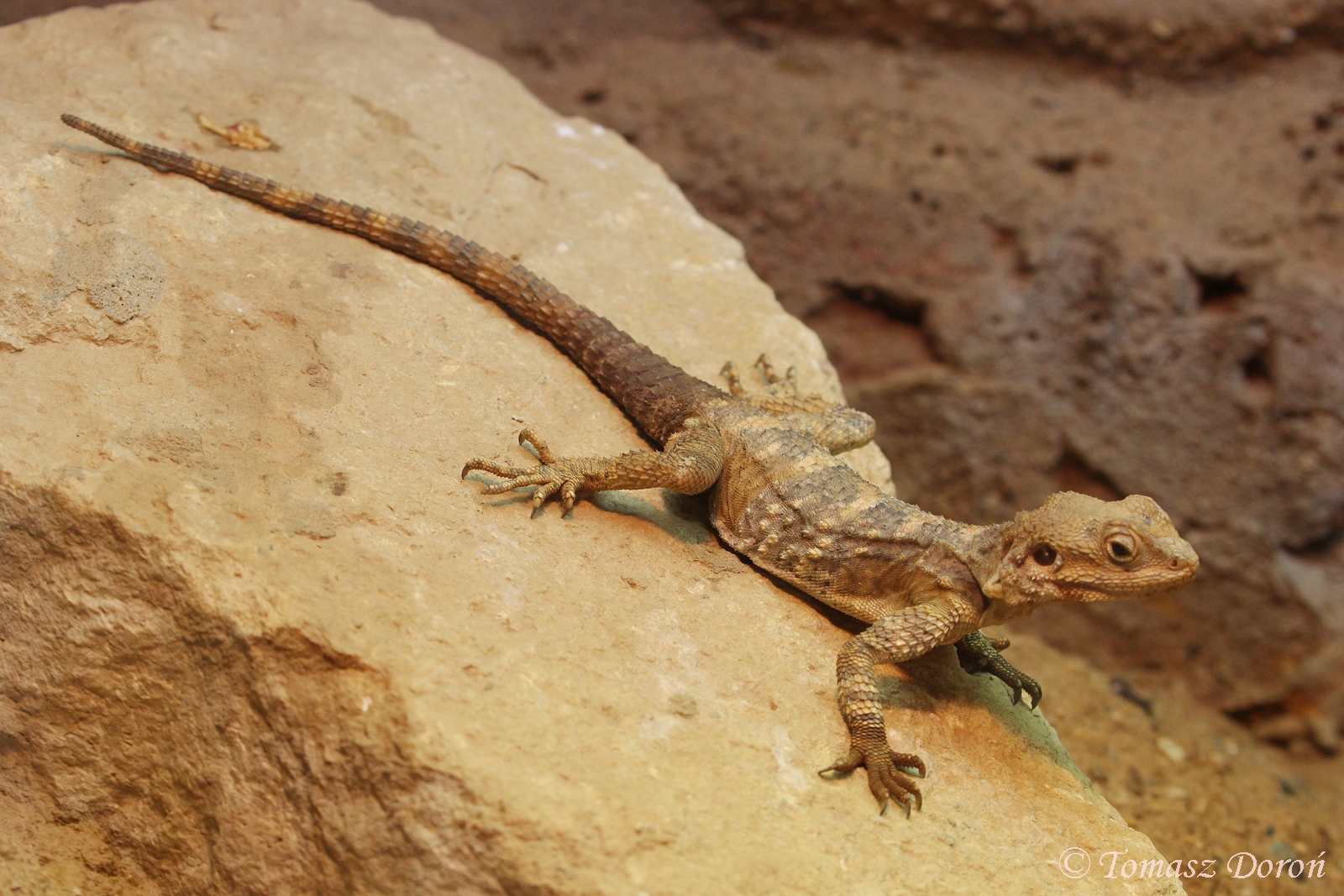 Short-toed Rock Agama (Stellagama stellio brachydactyla), August 2017