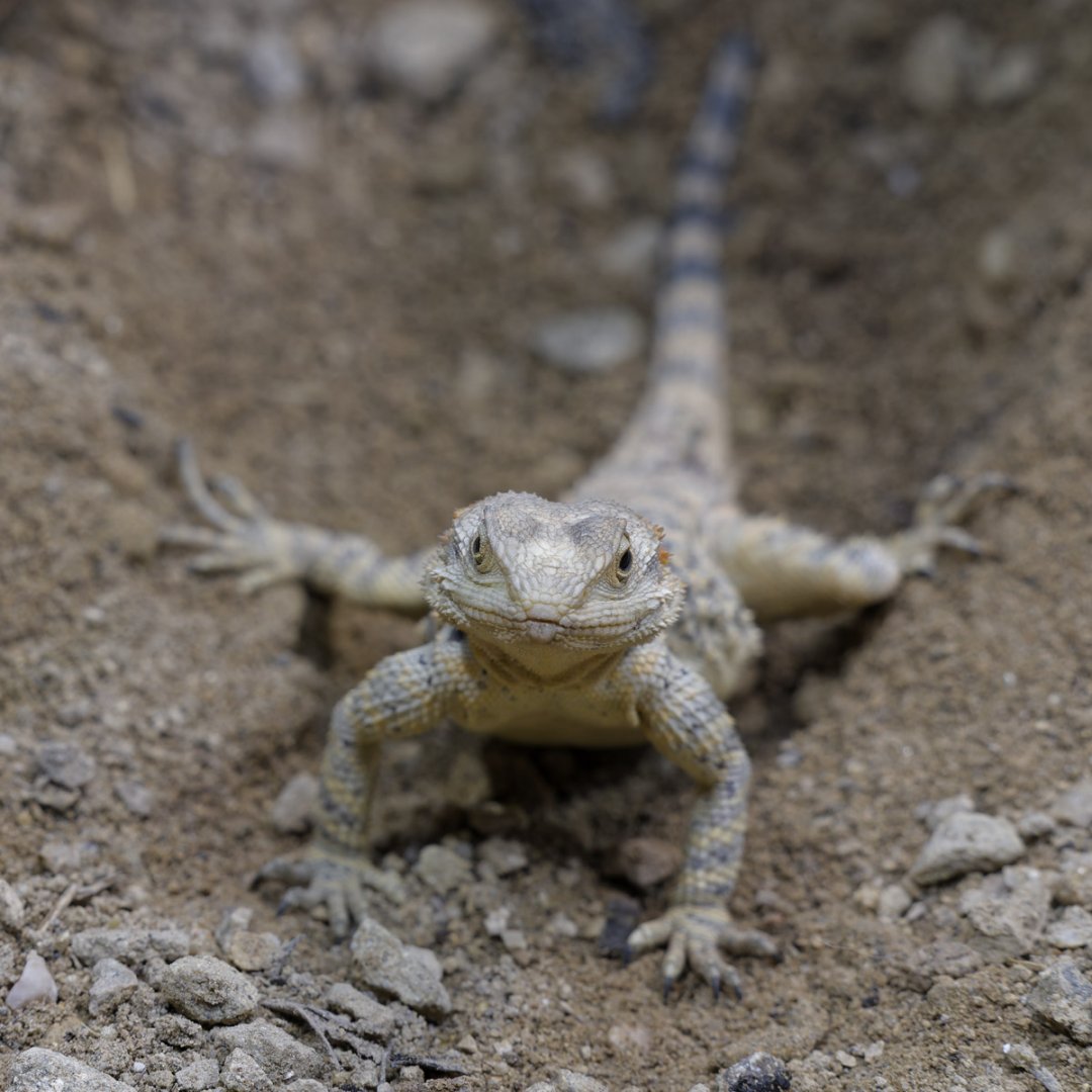 Short-toed rock agama