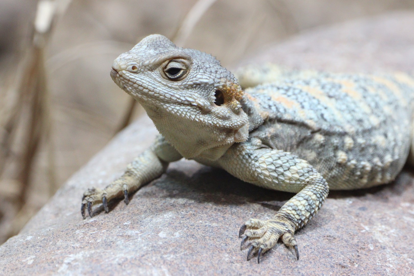 Short-toed Rock Agama