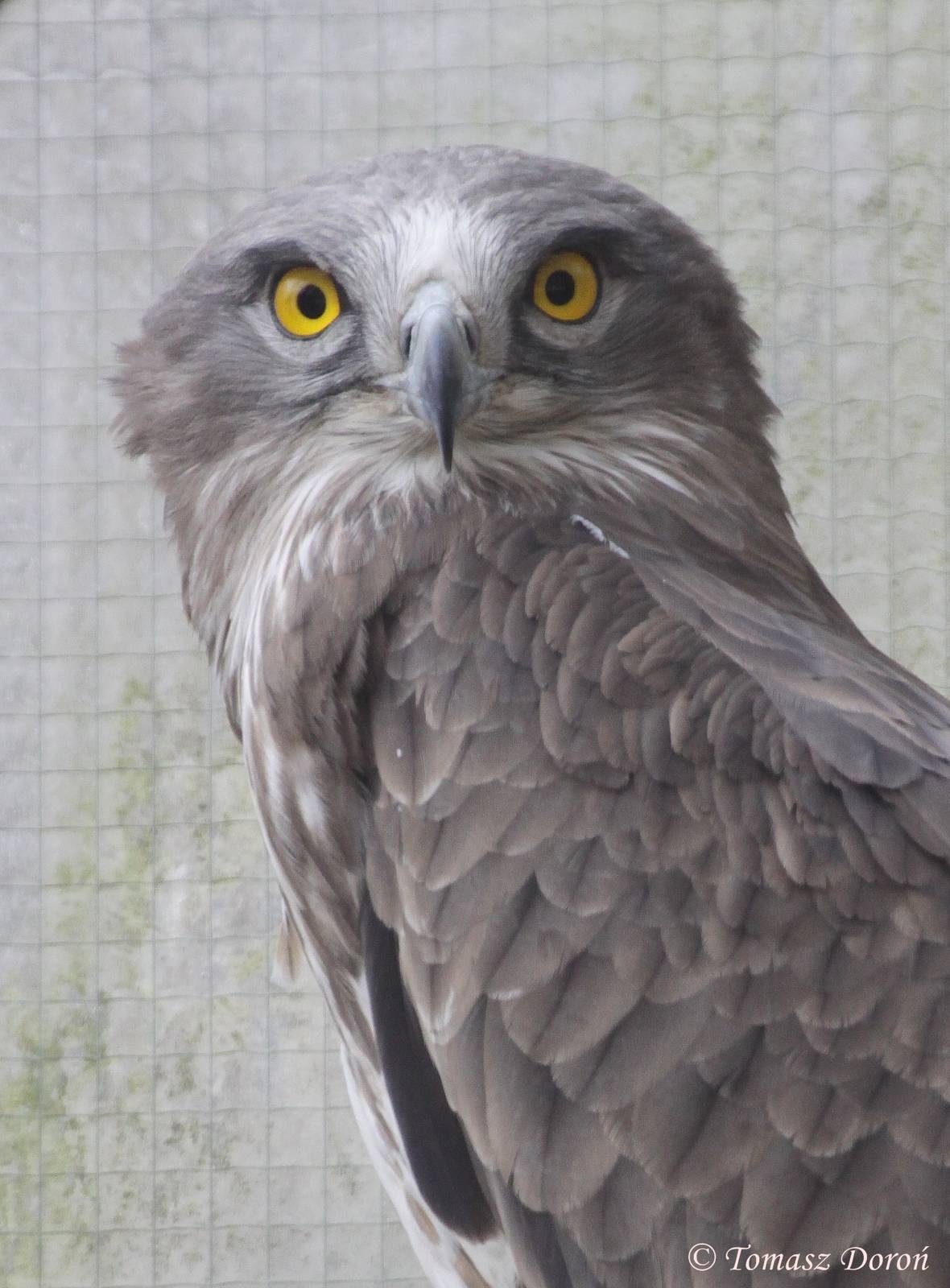 Short-toed Snake-eagle (Circaetus gallicus)