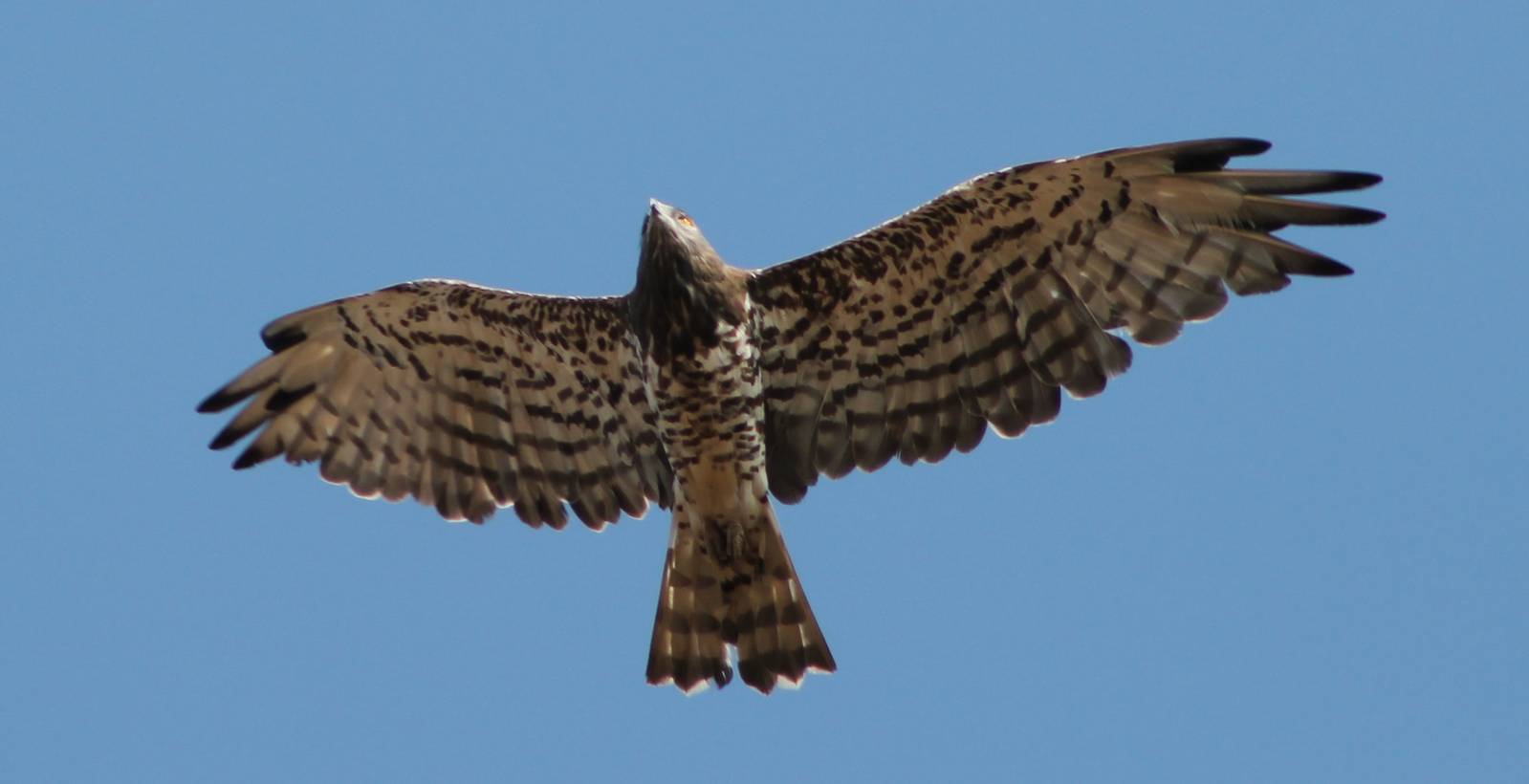 Short-toed Snake-eagle (Circaetus gallicus)