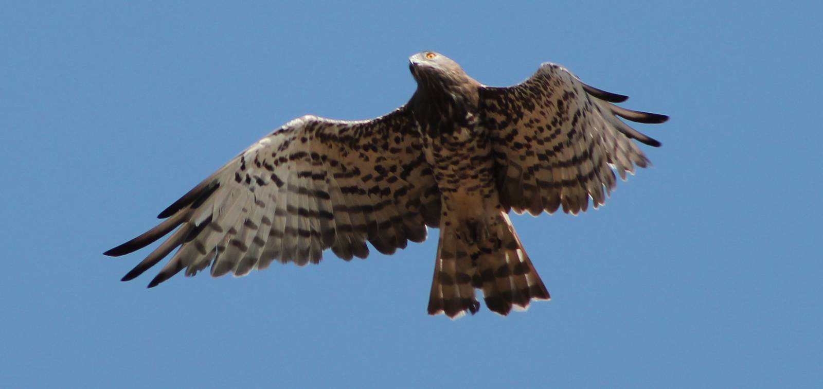 Short-toed Snake-eagle (Circaetus gallicus)