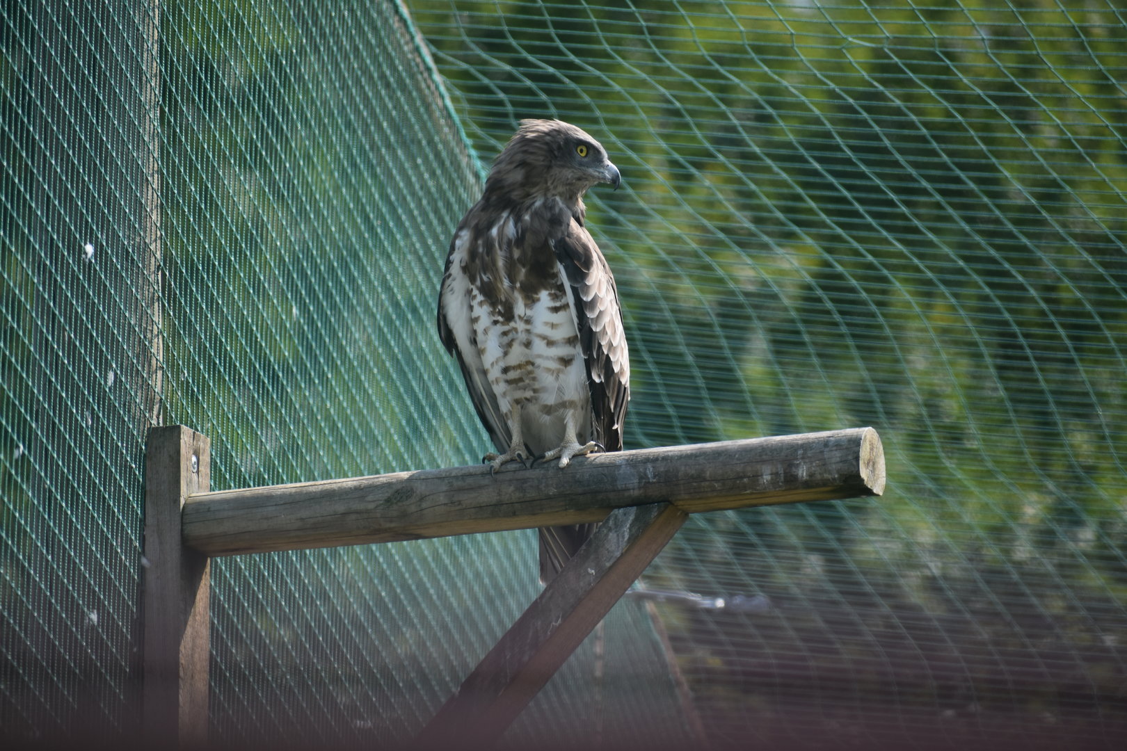 Short-toed Snake Eagle - Circaetus gallicus