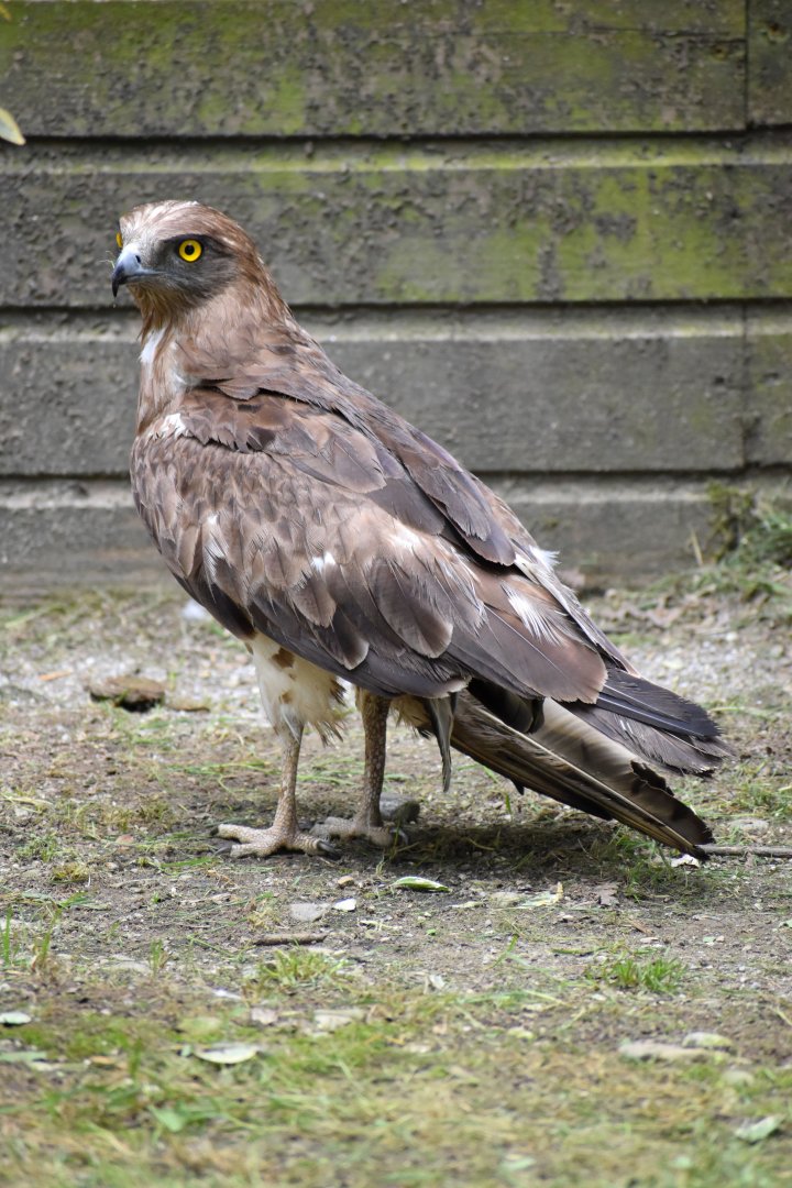 Short-toed Snake Eagle - Circaetus gallicus
