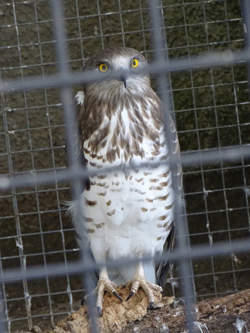 Short-toed snake eagle (Circaetus gallicus)