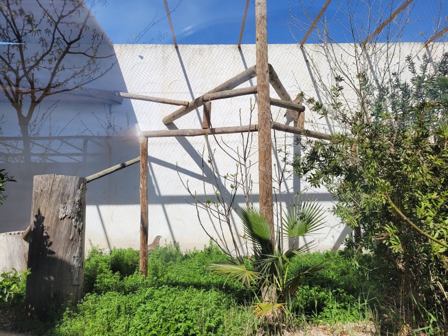 Short-toed snake-eagle exhibit -Tierra Rapaz (2024)