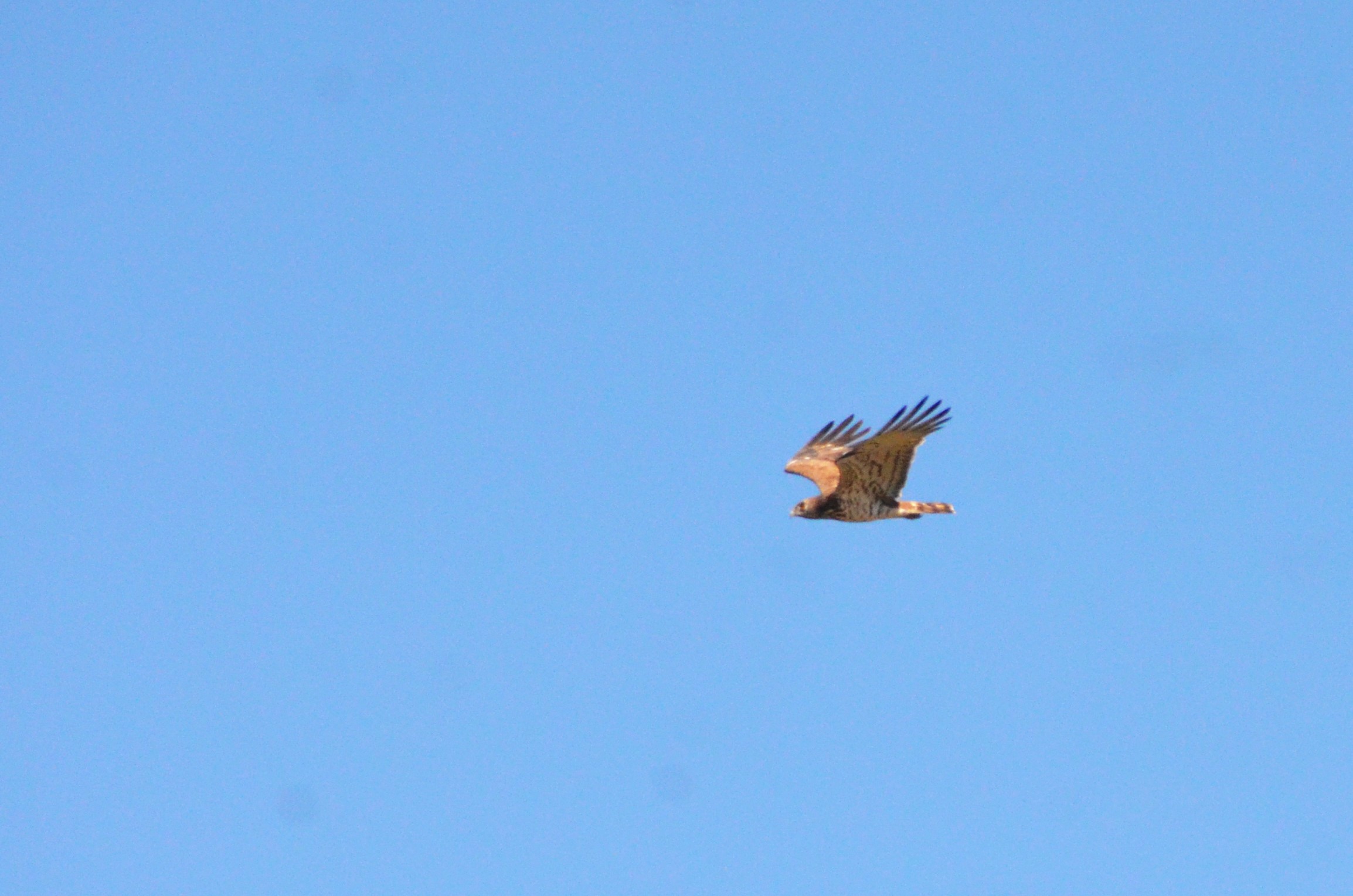 Short-toed Snake Eagle near Estepona, 13/03/19