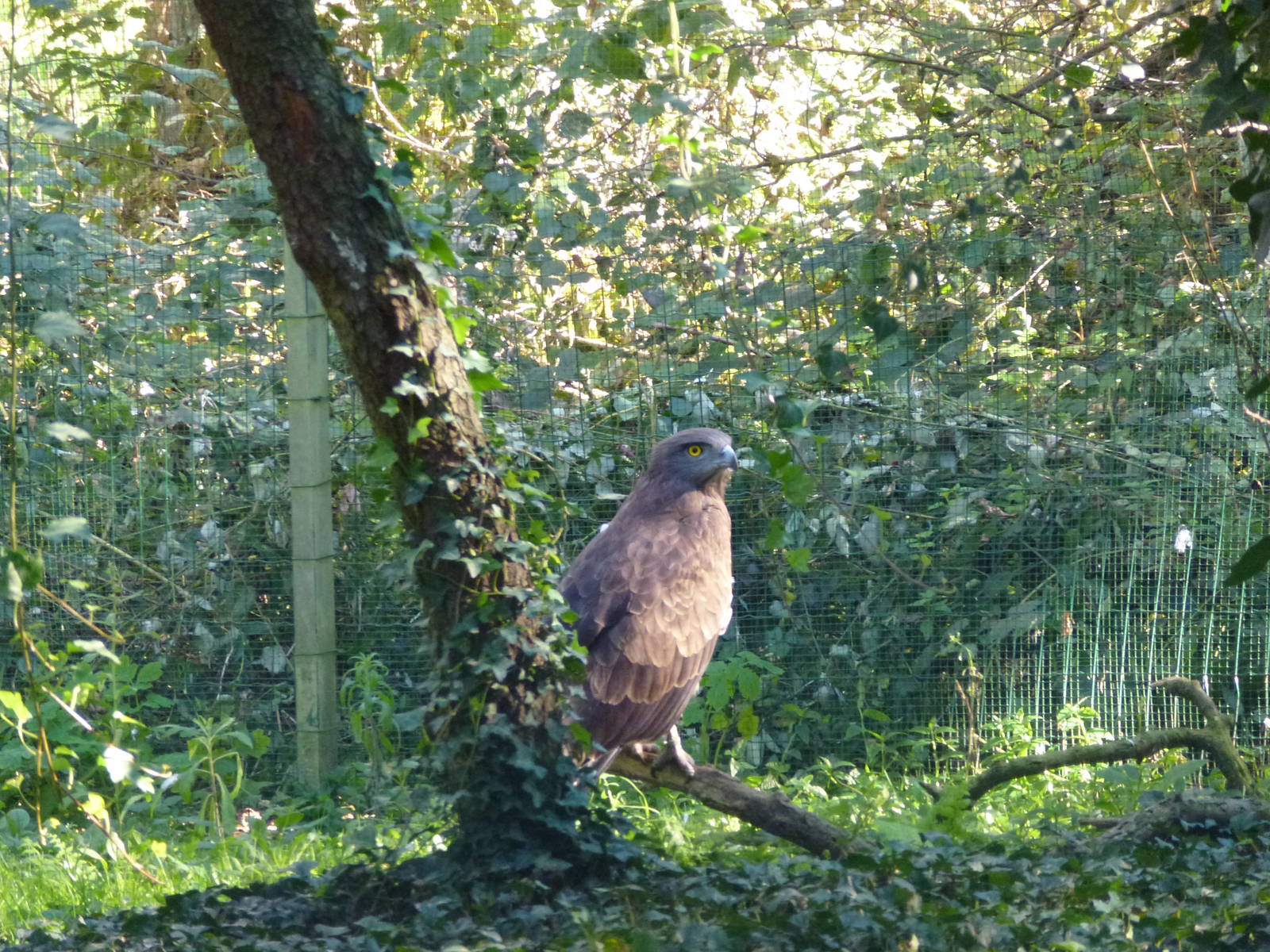 Short-toed snake eagle, November 2013.