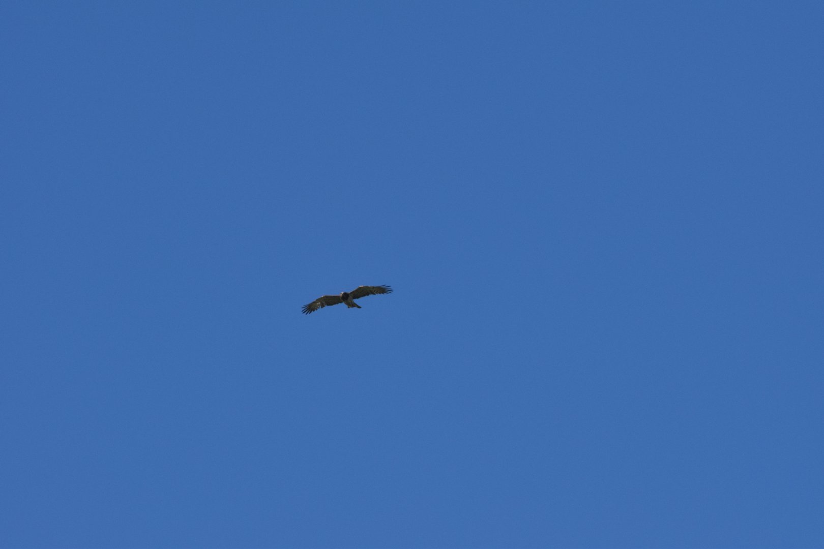 Short-toed snake eagle - Parc Ornithologique de Pont de Gau