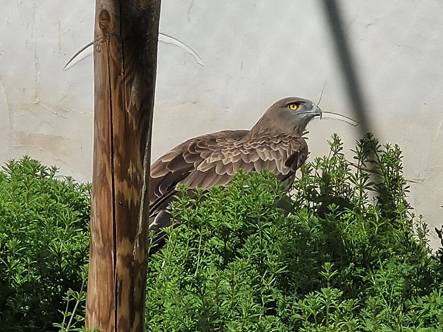 Short-toed snake-eagle -Tierra Rapaz (2024)