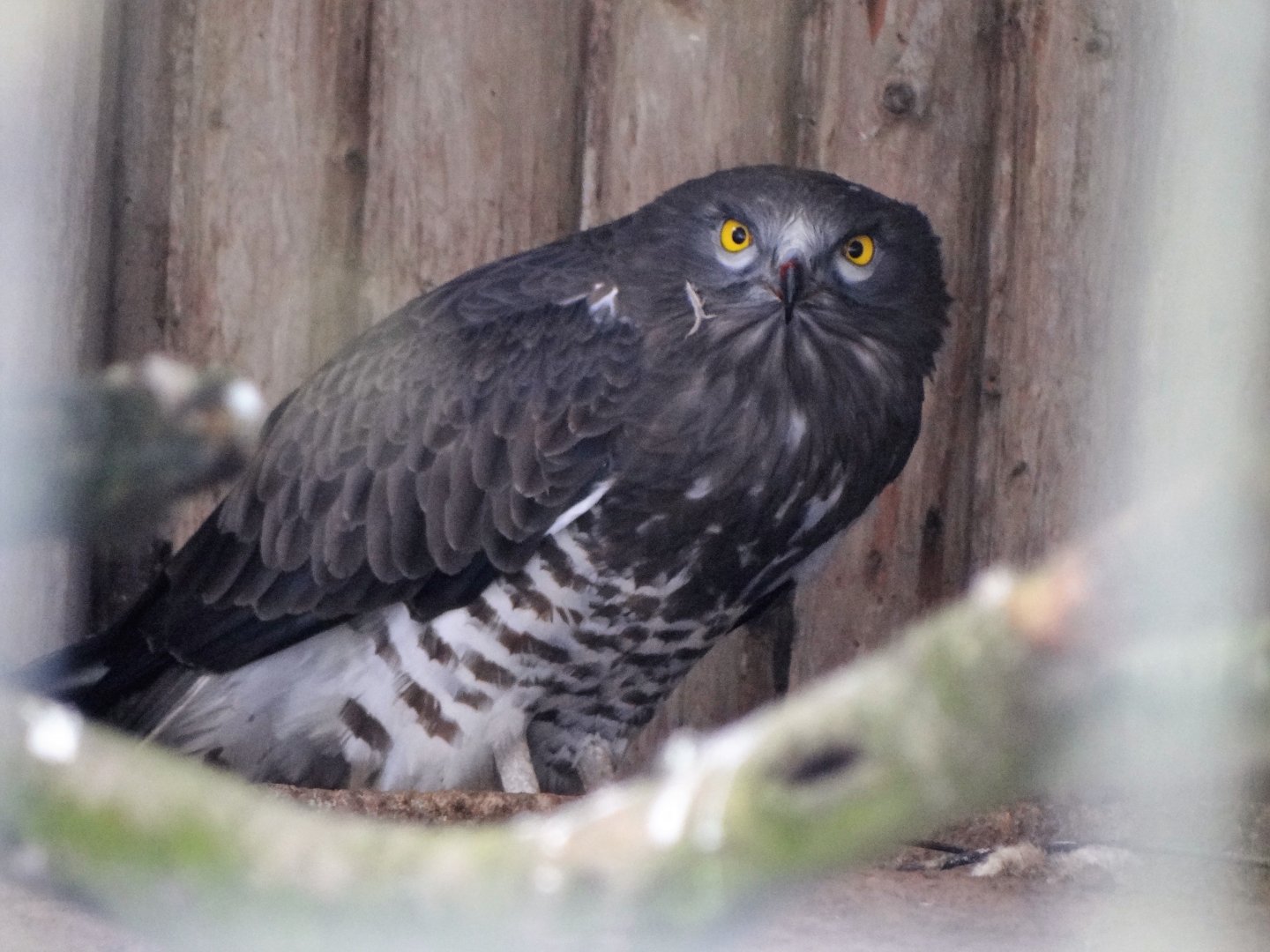 Short-toed Snake Eagle