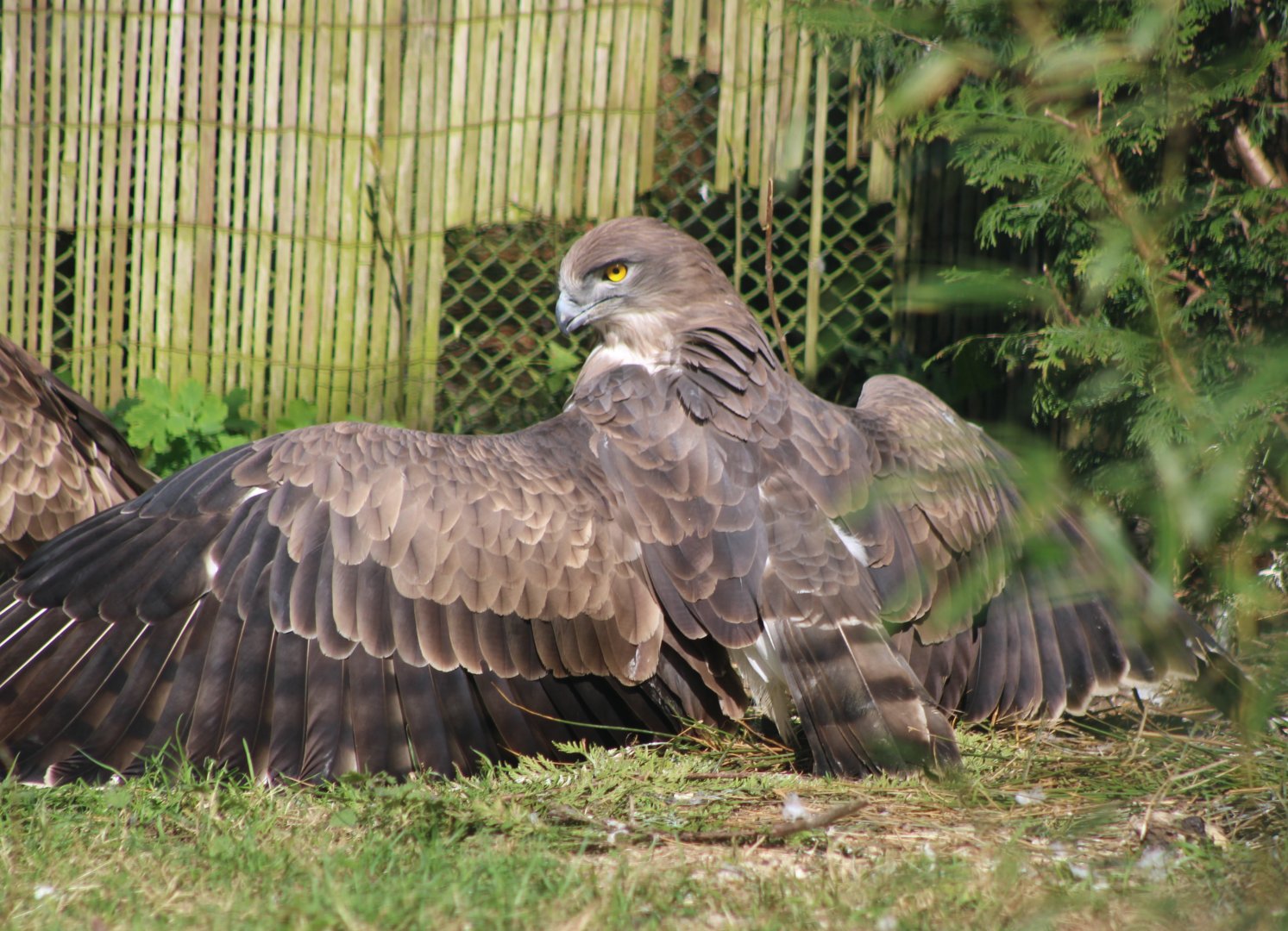 Short-toed snake-eagle