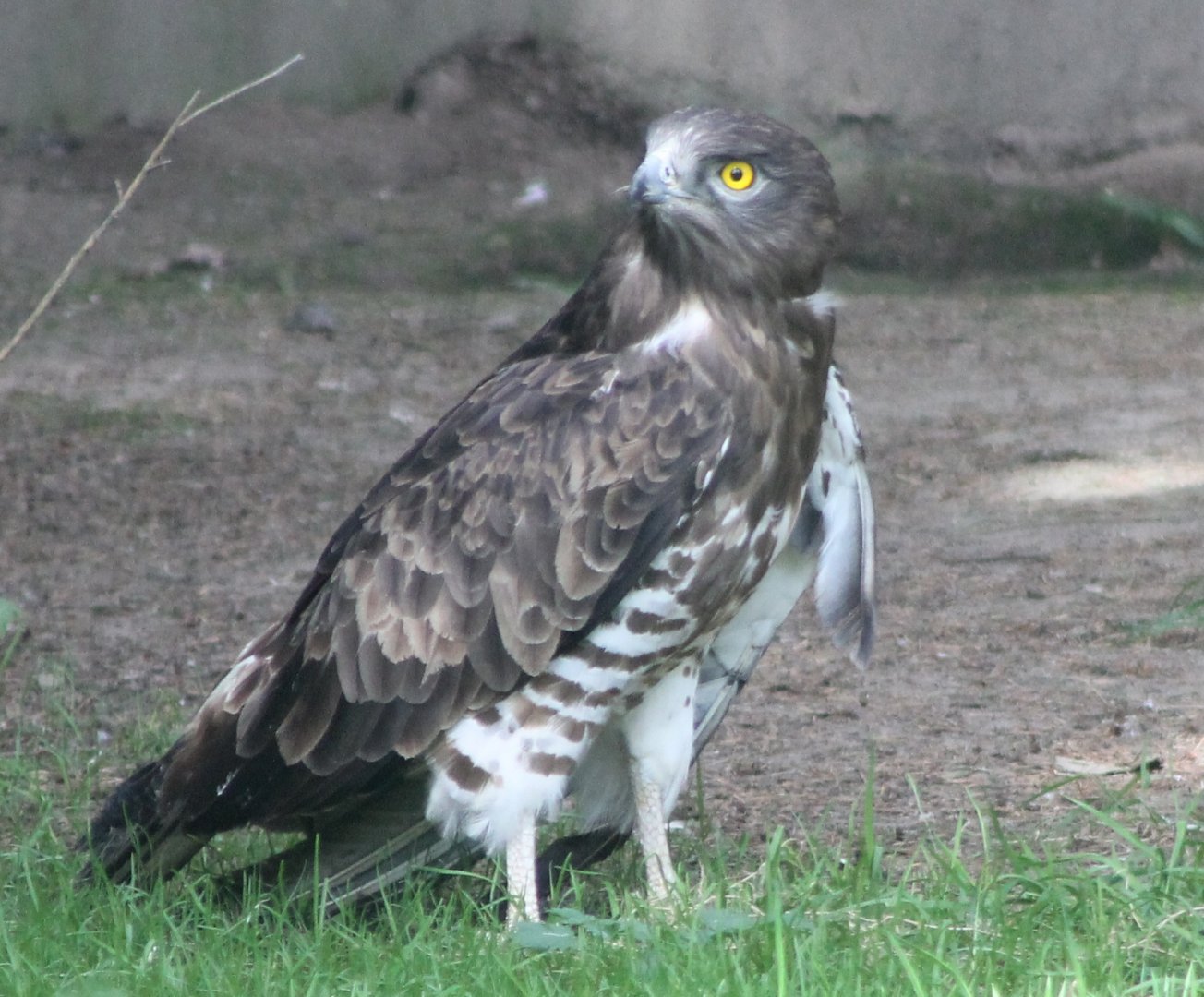 Short-toed snake-eagle