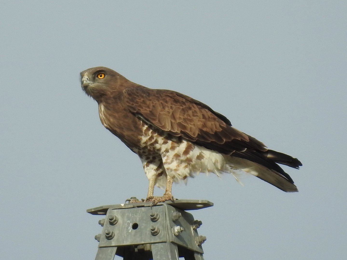 Short-toed Snake Eagle