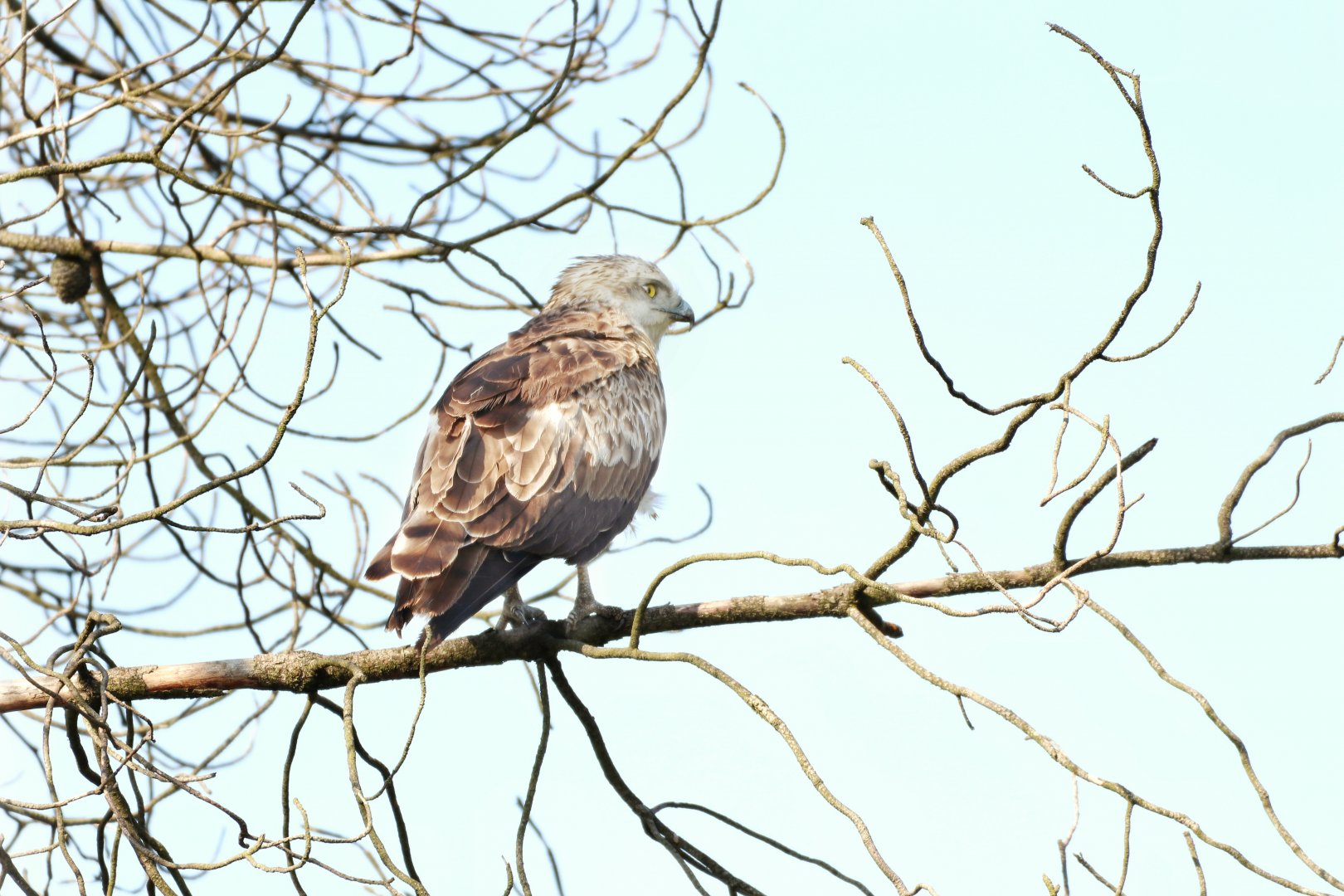 Short-toed snake eagle