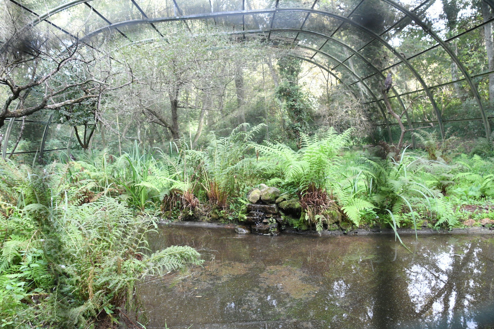 Short-toed Snake-eating Eagle Aviary