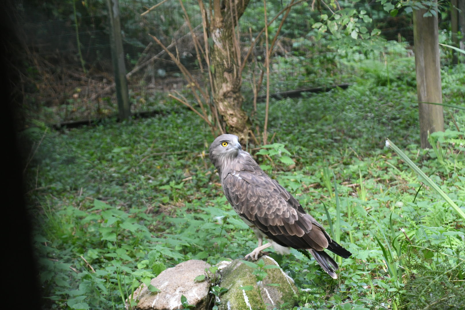 Short-toed Snake-eating Eagle