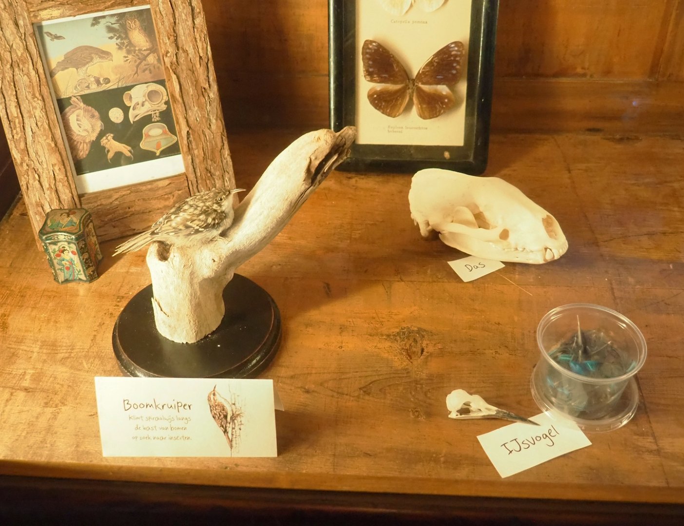Short-toed treecreeper, Badger skull and Common kingfish skull and feathers, 2023-09-24