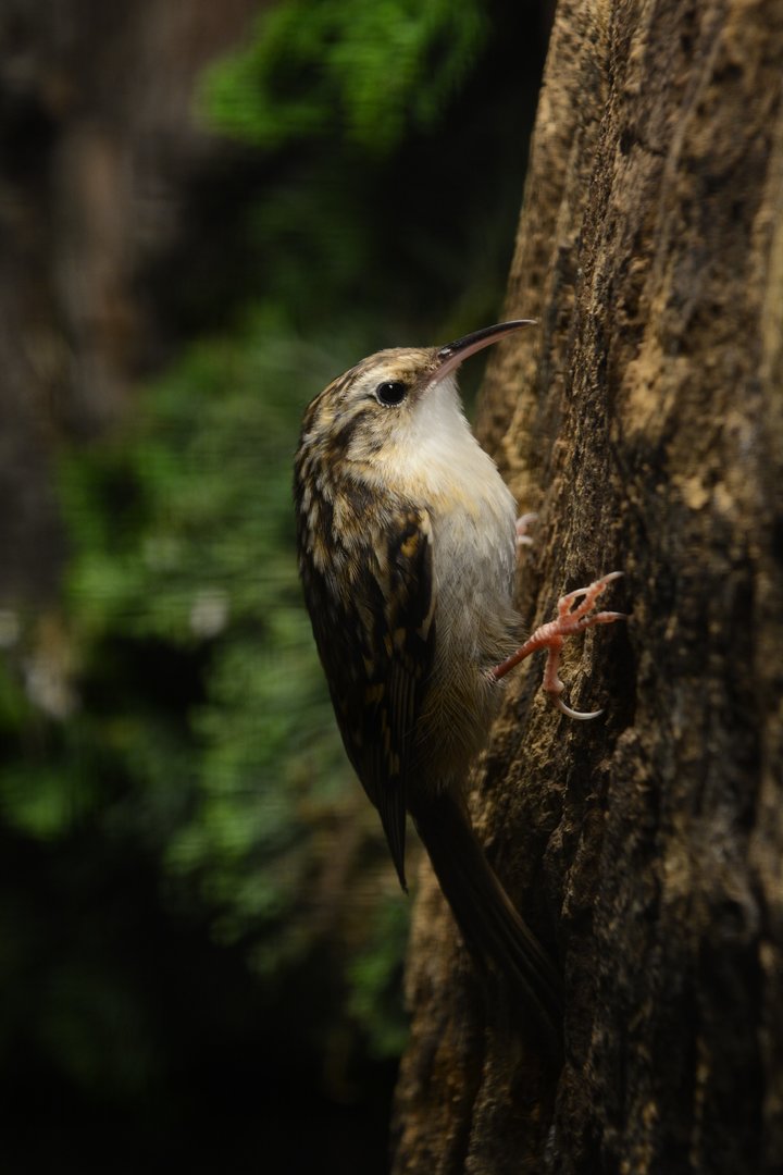 Short-toed treecreeper (Certhia brachydactyla)
