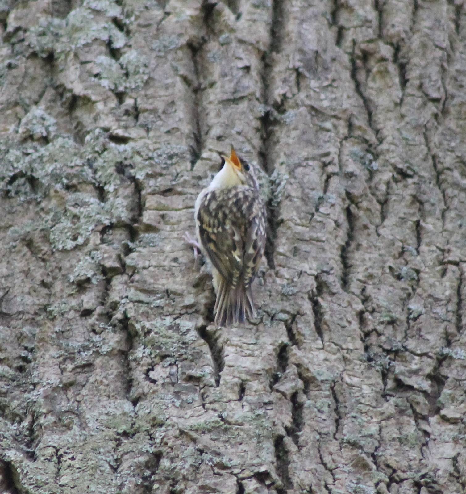 Short-toed treecreeper