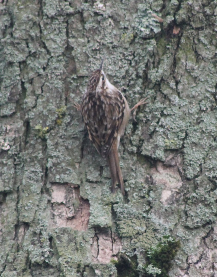 Short-toed treecreeper