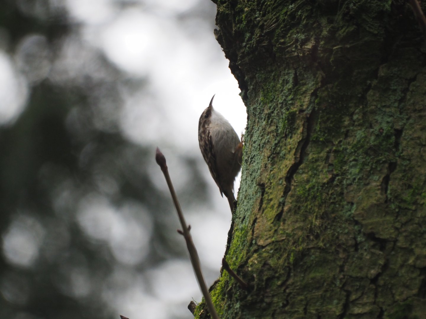 Short-toed Treecreeper