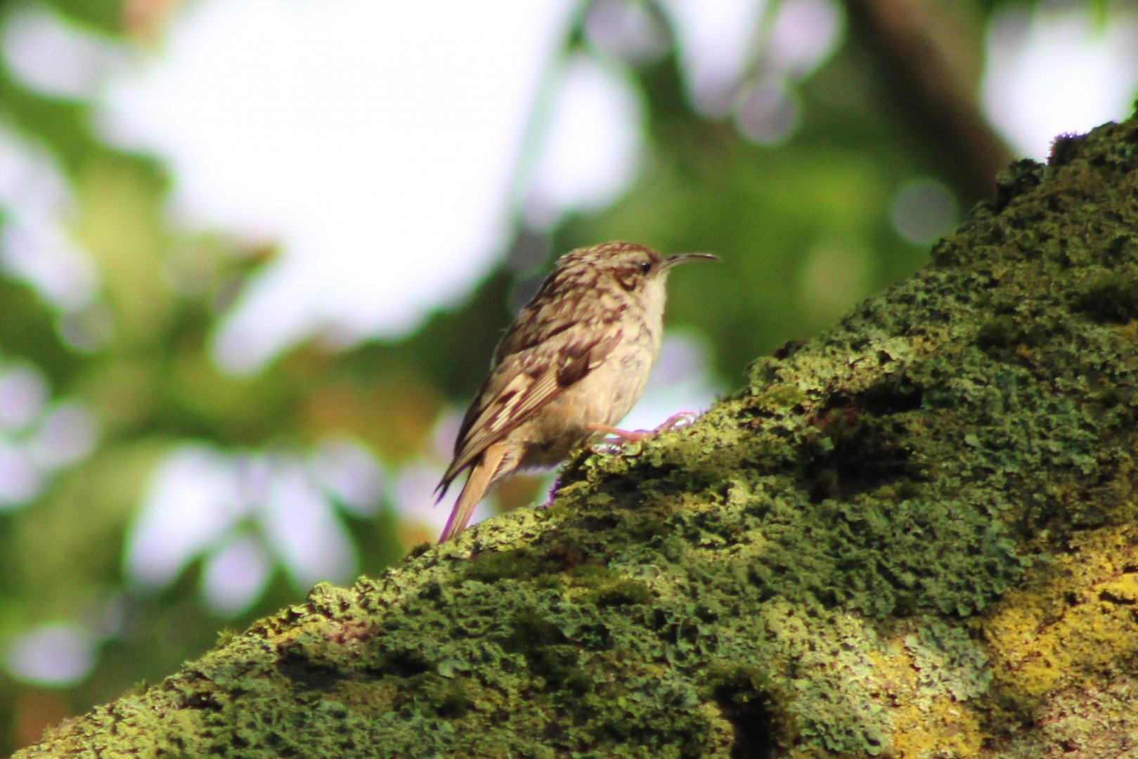 Short-toed treecreeper