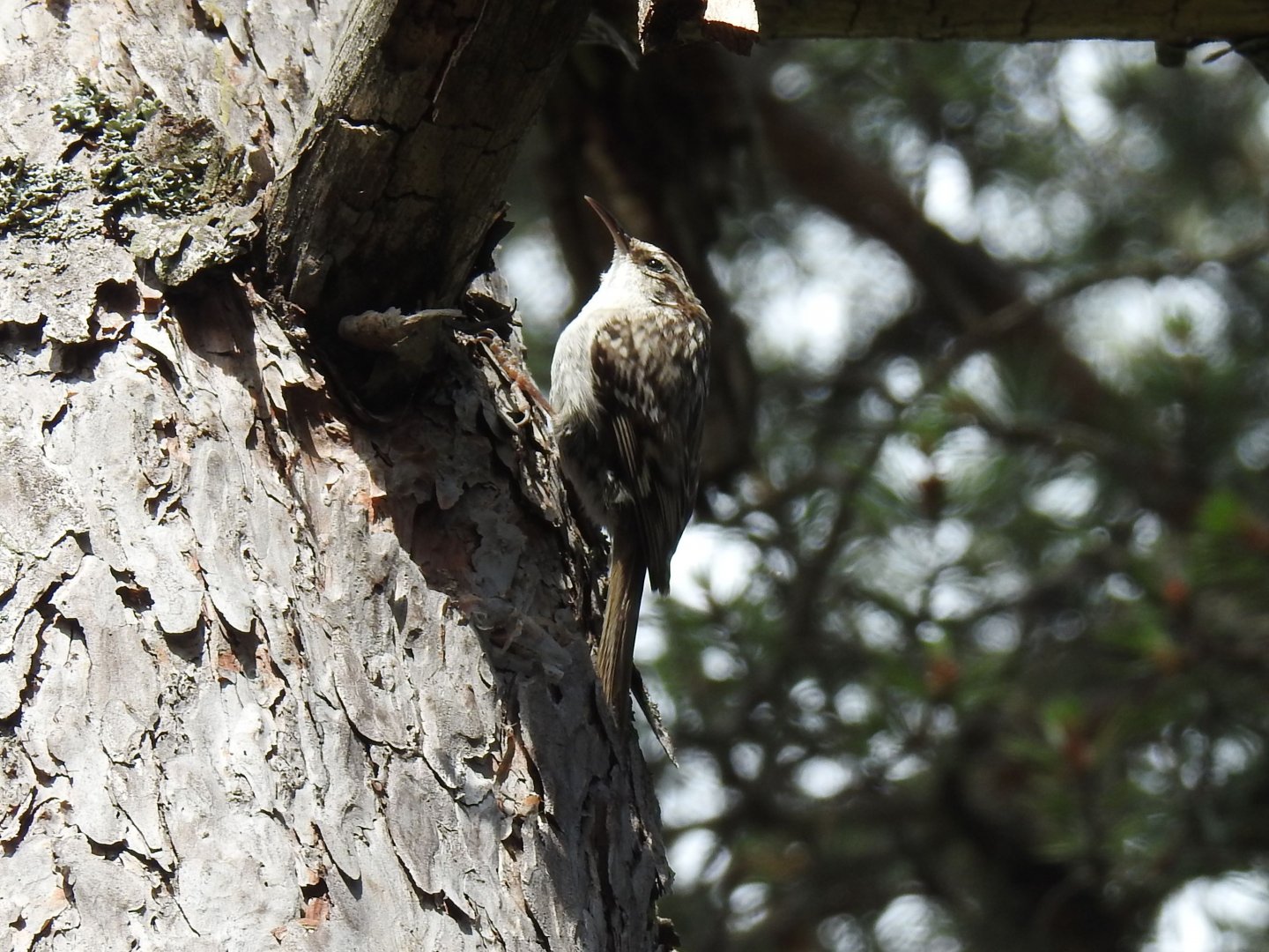 Short-toed Treecreeper