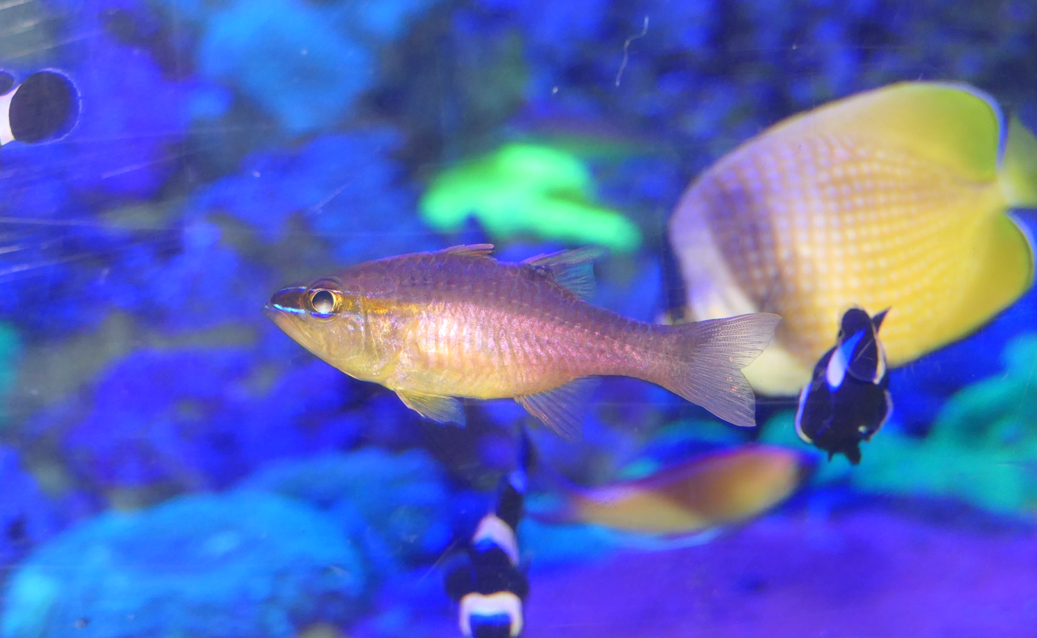 Short-tooth Cardinalfish