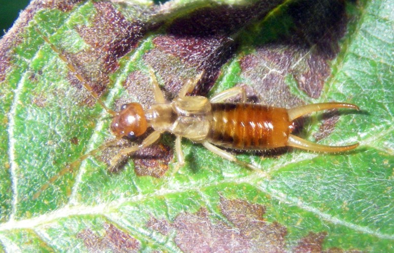 Short-winged Earwig (Apterygida media)