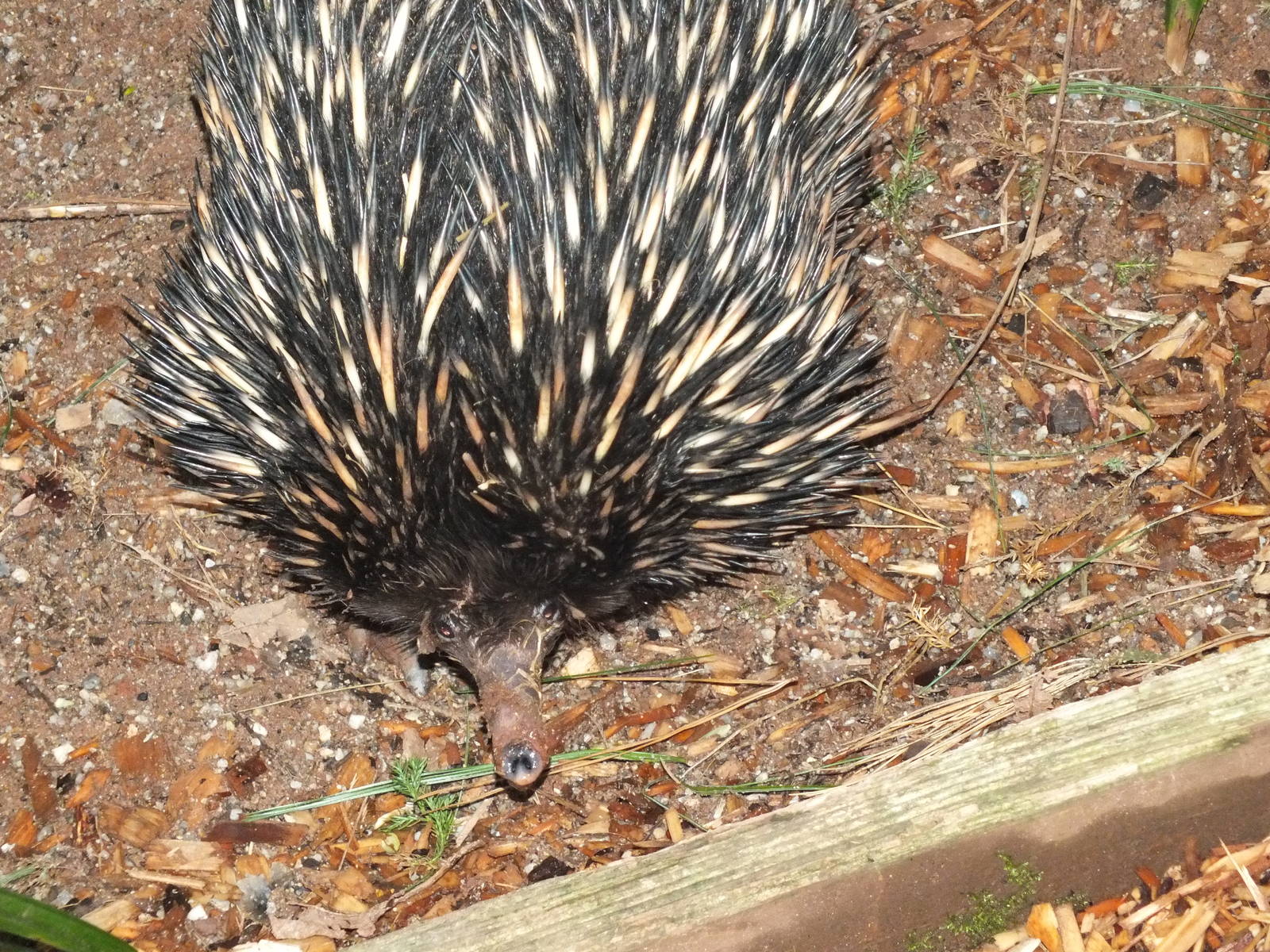 Shortbeaked Echidna (Tachyglossus aculeatus) at Paignton Zoo - January 27th