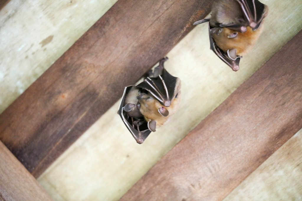 Shortfaced Fruit Bat and pup