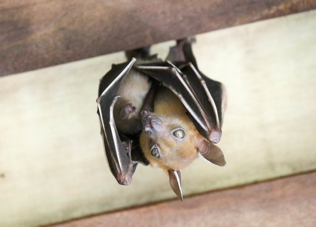 Shortfaced Fruit Bat and pup
