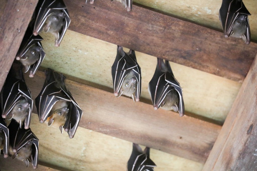 Shortfaced Fruit Bat