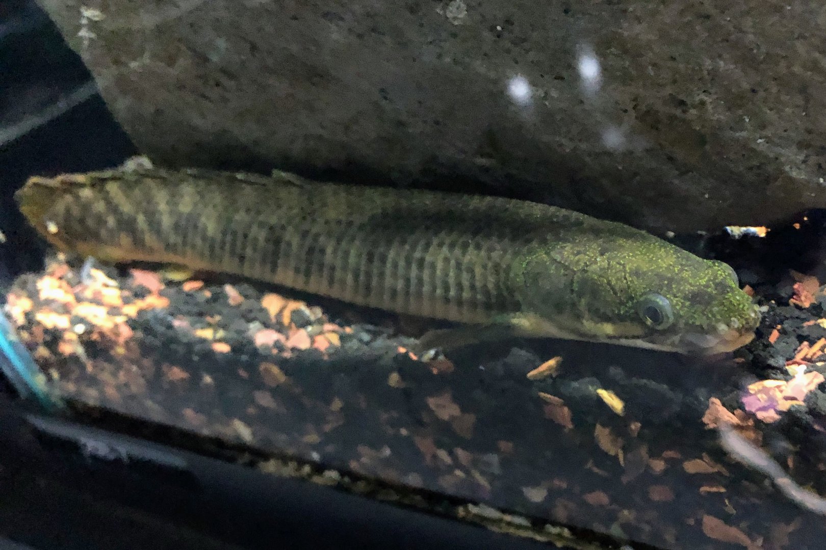 Shortfin Bichir (Polypterus palmas)