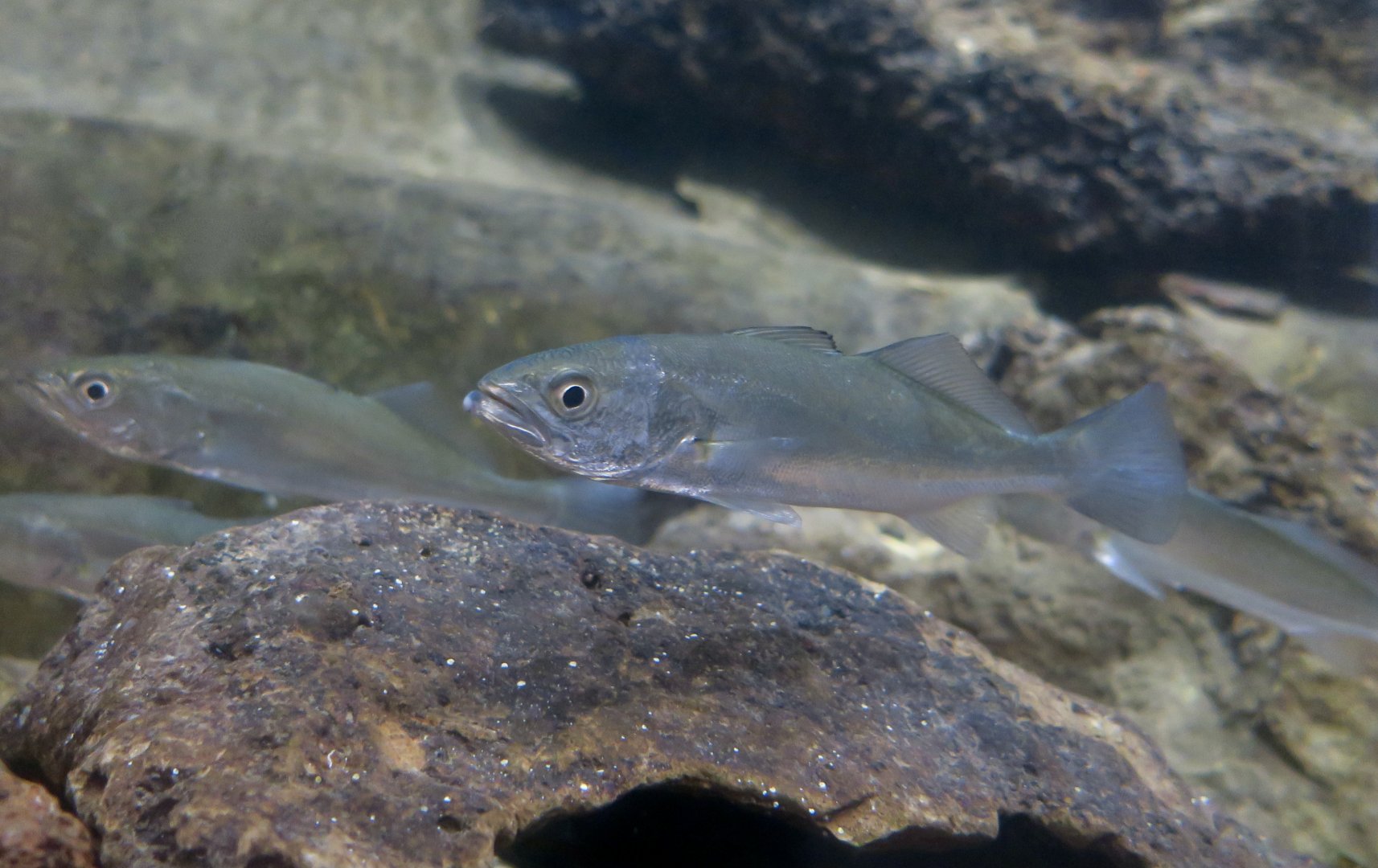 Shortfin Corvina (Cynoscion parvipinnis)