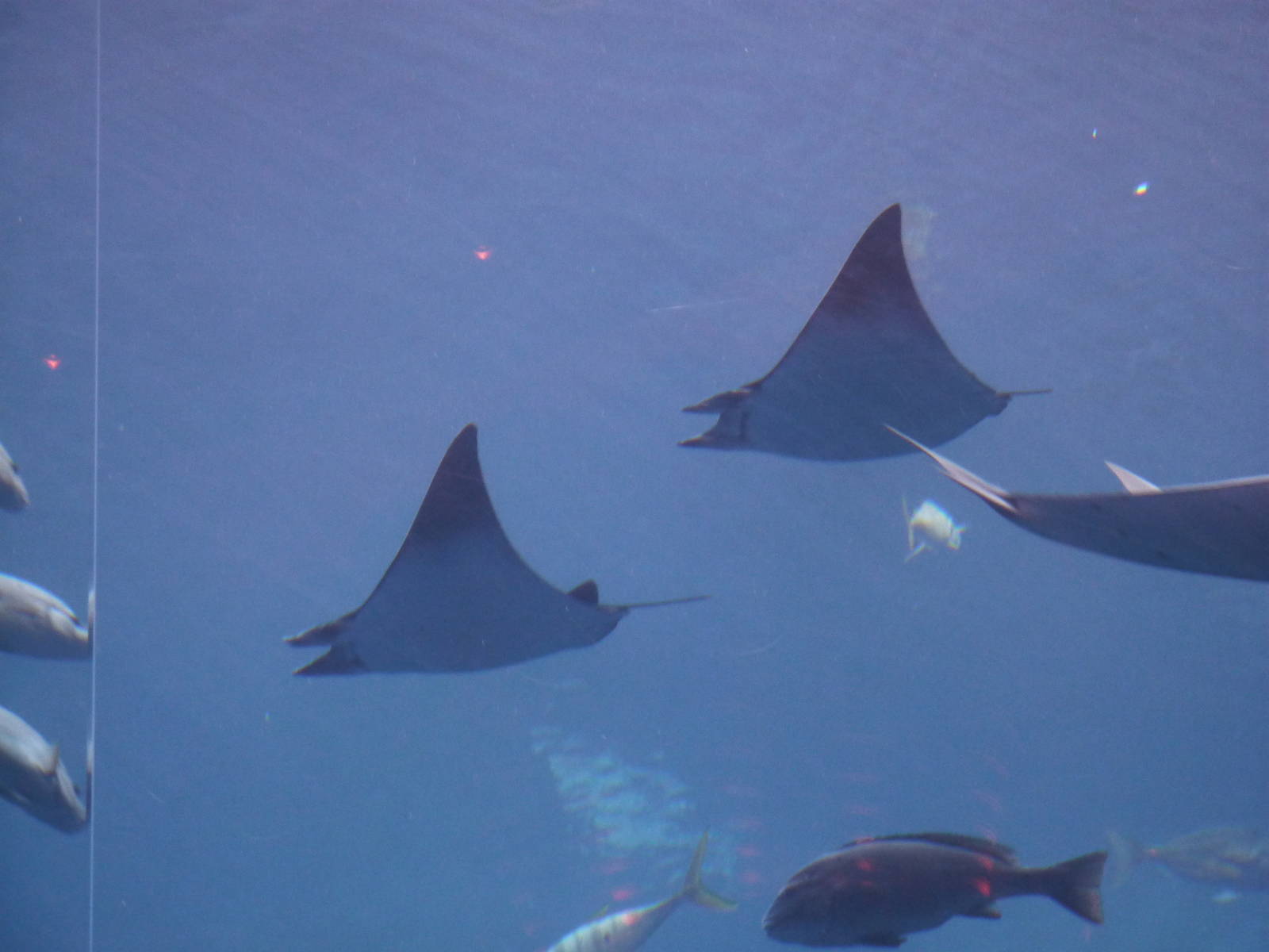 Shortfin devil rays