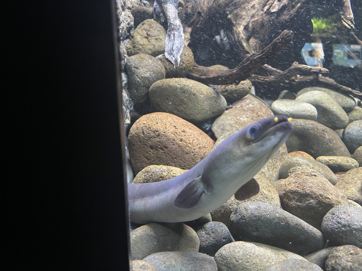 shortfin eel (anguilla australis) - dunia air tawar