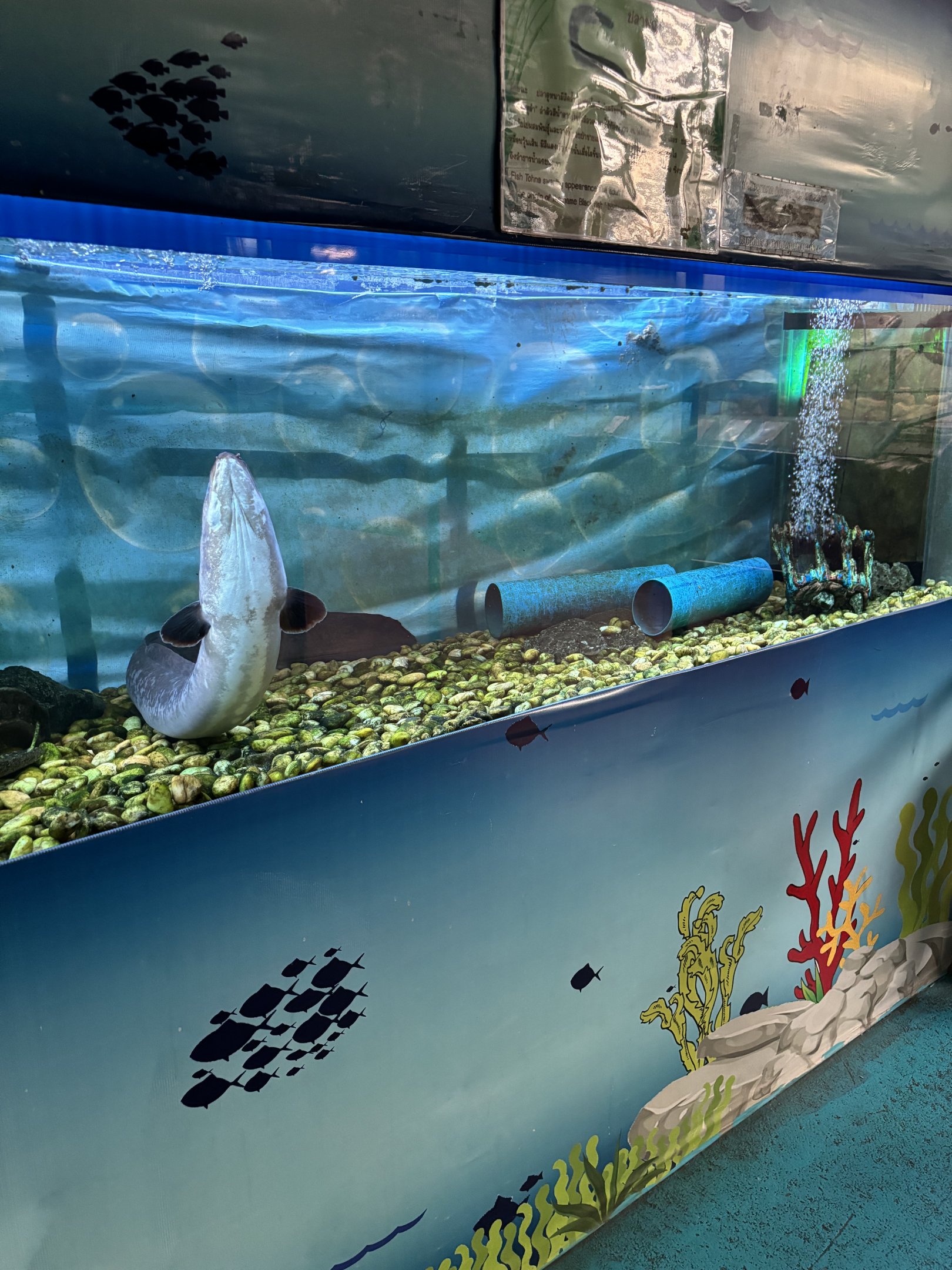 Shortfin Eel Exhibit