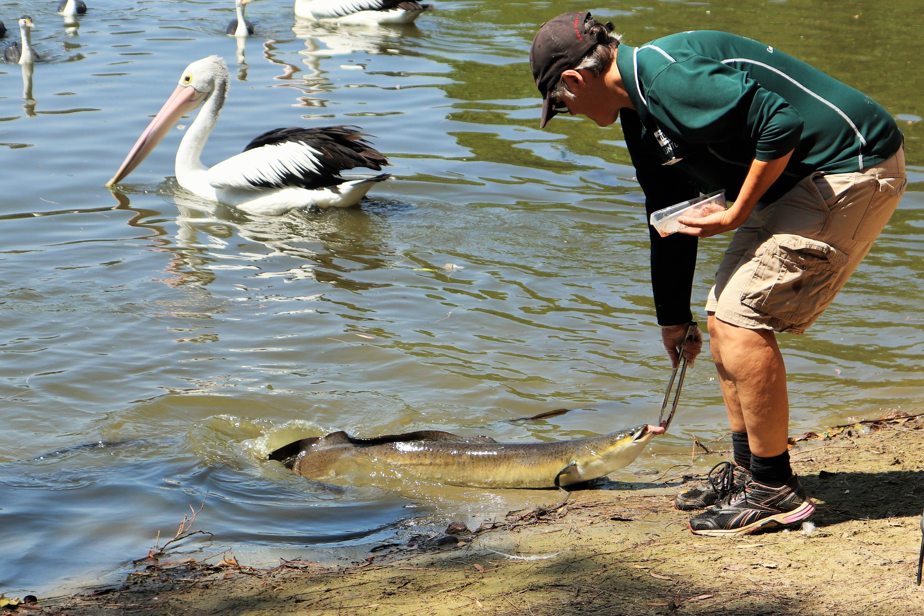 Shortfin Eel Feeding