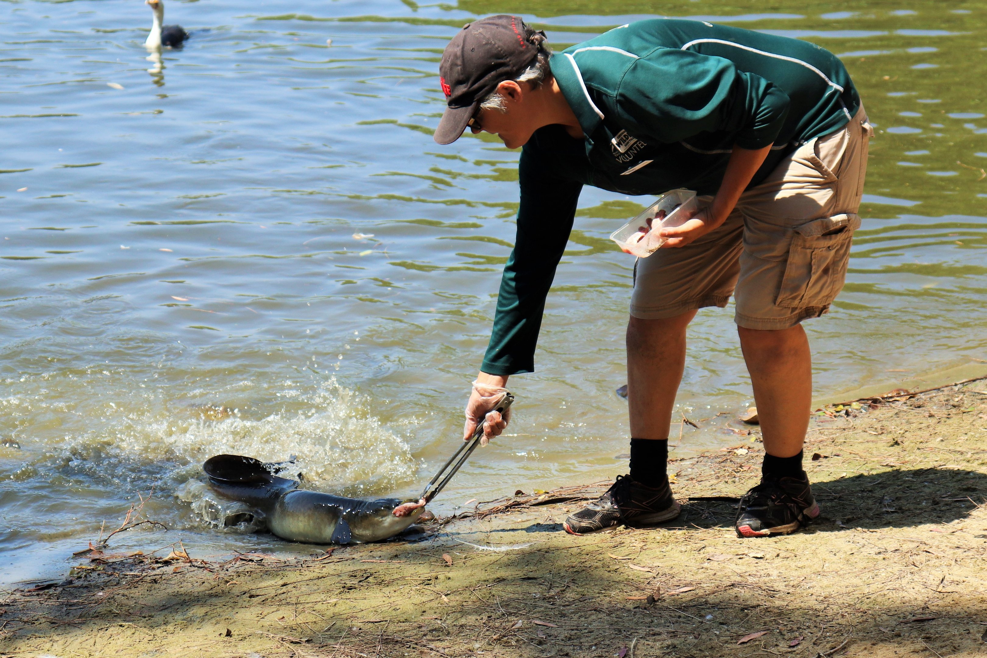 Shortfin Eel Feeding